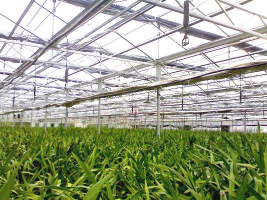 連棟大棚吊掛式微噴（251t）